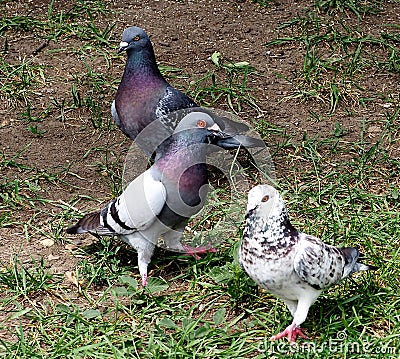 Three Multi-Coloured Pigeons On A Lawn Stock Photo
