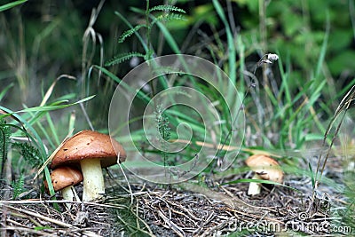 Three Mushroom Suillus grow in wood Stock Photo