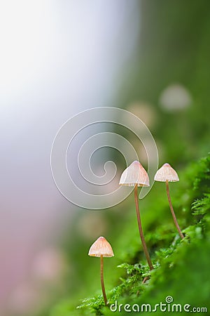 Three mushrooms in the forest on a tree trunk Stock Photo