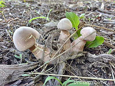 Three Mushrooms Stock Photo