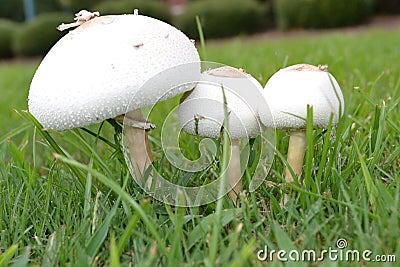 Three mushrooms in the grass Stock Photo