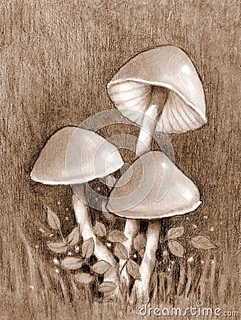 Three Mushrooms Sepia Drawing Botanical Illustration Stock Photo