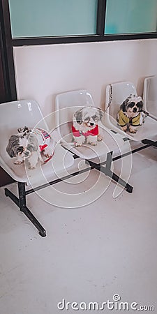 Three musketeers shih tzu dog on chair Stock Photo