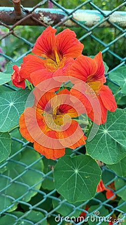 Three nasturtium flowers in full bloom Stock Photo