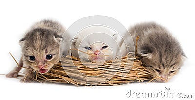 Three newborn kitten in a basket on a white background Stock Photo