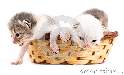 Three newborn kitten in a basket on a white background Stock Photo