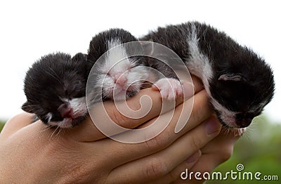 Three newborn kittens in hands Stock Photo