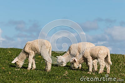 Three newborn lambs grazing Stock Photo