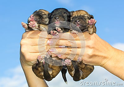 Three newborn puppies in hands Stock Photo