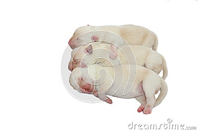 Three newborn puppies on a white background Stock Photo