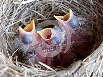 Newly Hatched American Robin Chicks Stock Photo