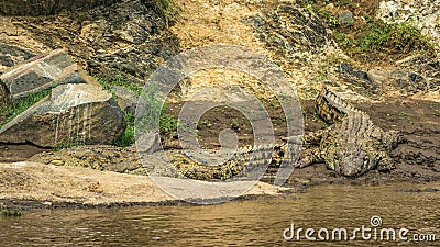Three Nile crocodiles on the banks of the Mara river, Kenya Stock Photo