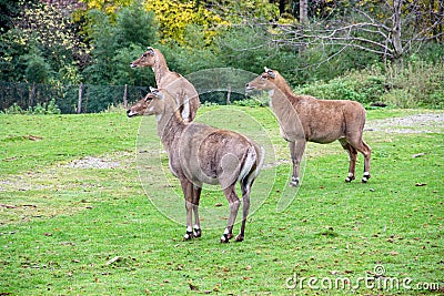 Three Nilgau antelopes or Nile-eared antelope Boselaphus tragocamelus, commonly referred to as Nilgau or Nilgai for short Stock Photo