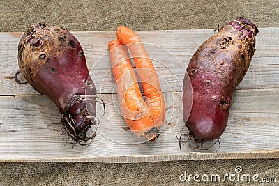 Three non-standard ugly vegetables are lying on grey wooden planks on burlap. Stock Photo