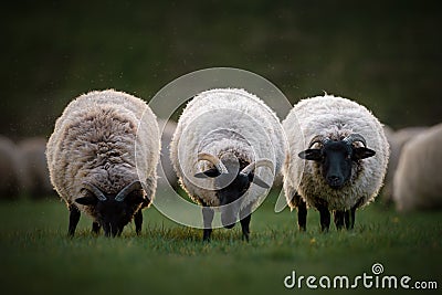 Three Norfolk Horn Sheep Stock Photo