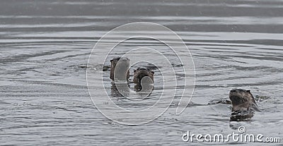 Three North American river otters Lontra canadensis swimming and fishing in the wild. Stock Photo