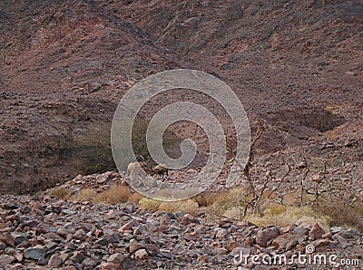 Three Nubian ibex wild goats walks on mountains near Eilat, Israel Stock Photo