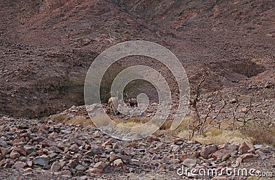 Three Nubian ibex wild goats walks on mountains near Eilat, Israel Stock Photo