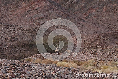 Three Nubian ibex wild goats walks on mountains near Eilat, Israel Stock Photo