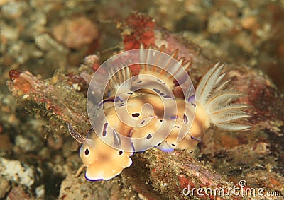 Three nudibranches chromodoris leoparda Stock Photo