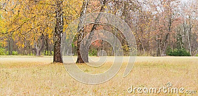 Three old birch among glade in park in autumn day Stock Photo