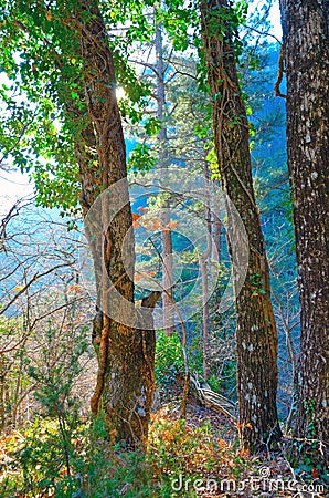 Three old tree in the forest, backlit Stock Photo