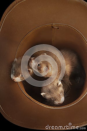 Trio of dark sable ferret babies posing as group for portrait Stock Photo