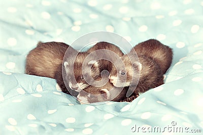 Trio of dark sable ferret babies posing as group for portrait Stock Photo