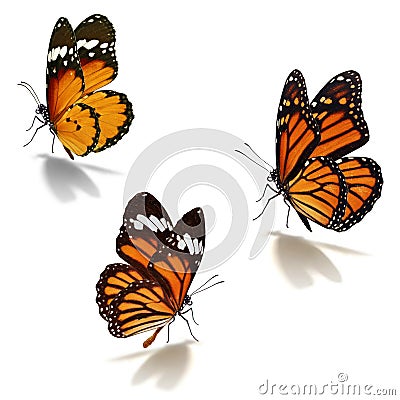Three orange monarch butterfly Stock Photo