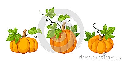 Three orange pumpkins. Vector illustrations. Vector Illustration