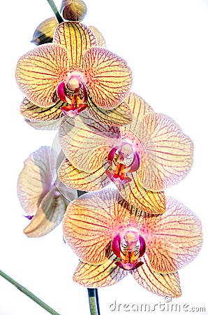 Three orchids bloomed Stock Photo