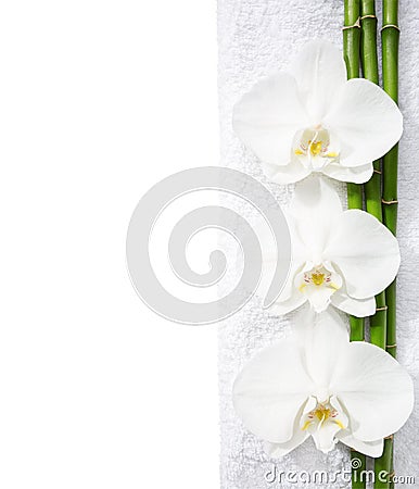 Three orchids and branches of bamboo Stock Photo