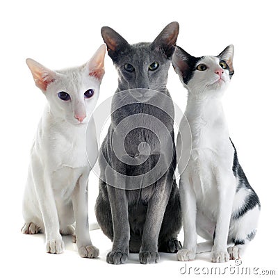 Three oriental cats Stock Photo