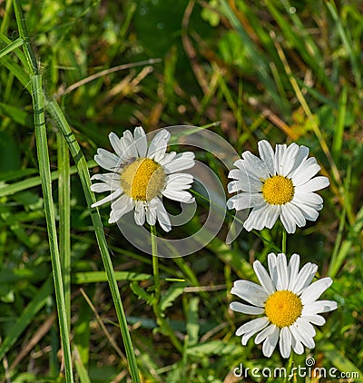 Three Oxeye Daisies Stock Photo