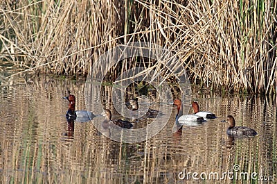 Three pairs of Common Pochard Stock Photo