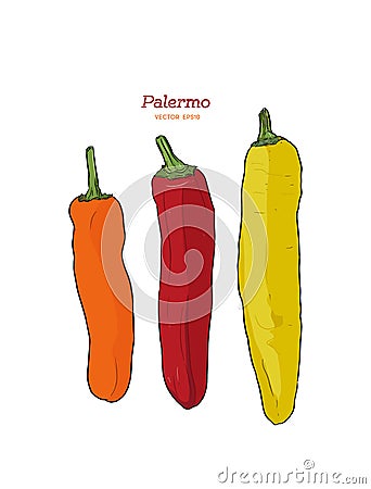 Three Palermo sweet peppers vector. Vector Illustration