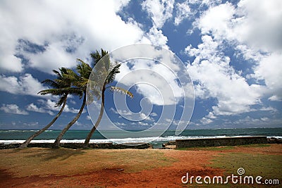 Three Palm Trees Stock Photo