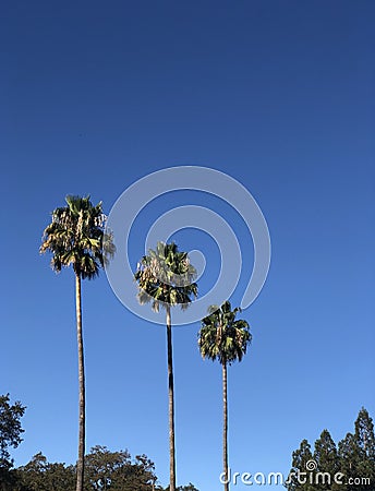 Three palm trees against blue sky Stock Photo