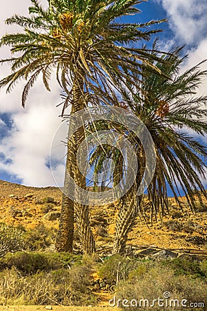 Three palm trees on barren ground in sunshine Stock Photo