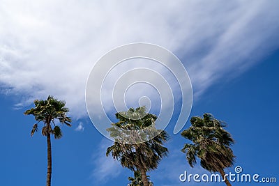 Three palm trees blowing in the wind against a blue sky with clouds. Negative space composition with room for copy Stock Photo