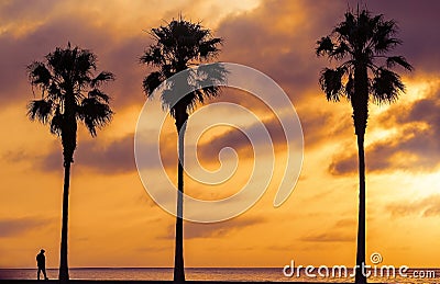 Three Palm trees, heavy dramatic clouds and bright sky.s Stock Photo