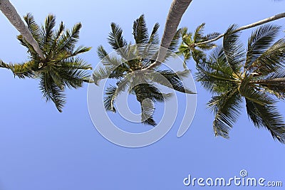 Three Palm Trees Stock Photo