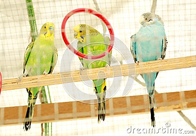 Three parrots sits in a cage. Stock Photo