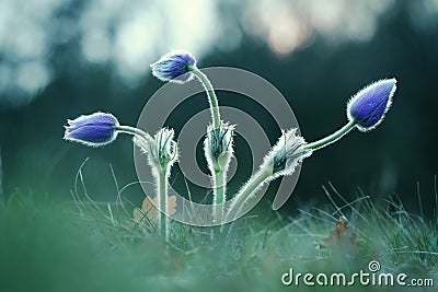 Three Pasque Wild Flower buds Stock Photo