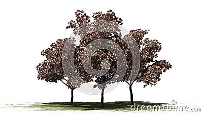 Three Peach trees in the autumn on a green area Stock Photo