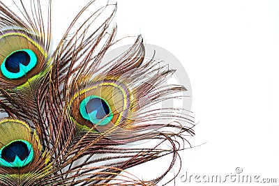 Peacock feathers Stock Photo