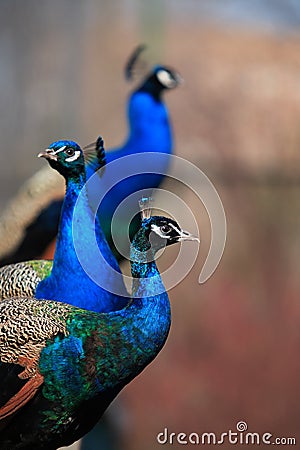 Three Peacocks Stock Photo