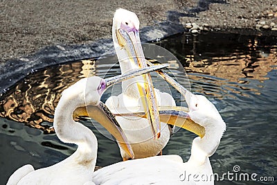 Three Pelicans Fight Stock Photo