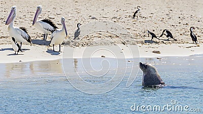 Three pelicans watch a sea lion approaching coming out of the water on the sandy beach of Penguin Island, Rockingham, Australia Stock Photo