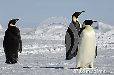 Three penguins in Antarctica Stock Photo